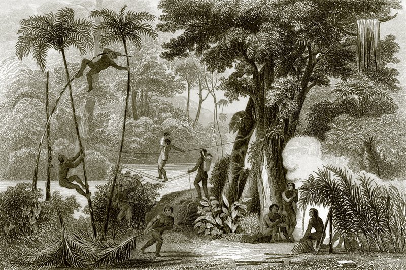 Eine Szene im brasilianischen Wald von English School