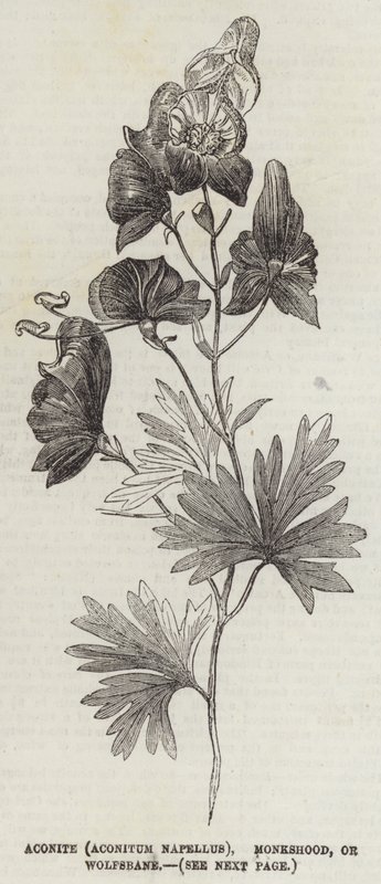 Eisenhut (Aconitum Napellus), Mönchskappe oder Wolfswurz (Gravur) von English School
