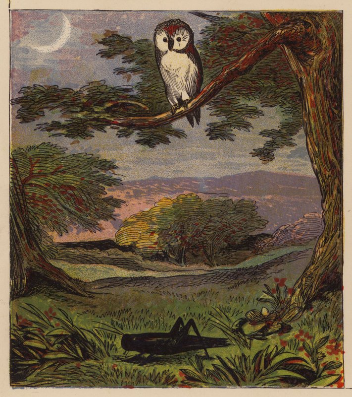 Äsops Fabeln: Die Eule und die Heuschrecke von English School