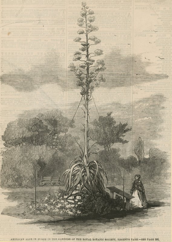 Amerikanische Aloe in Blüte von English School