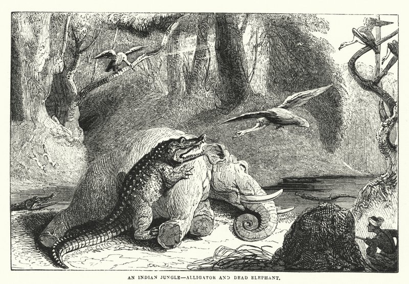 Ein indischer Dschungel, Alligator und toter Elefant (Gravur) von English School