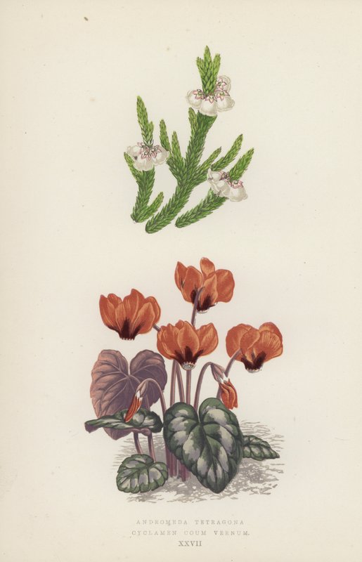 Andromeda Tetragona; Cyclamen Coum Vernum von English School