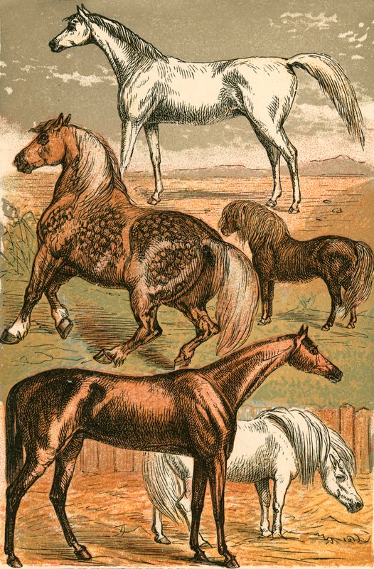 Arabisches Pferd, Kaltblut, Rennpferd, Shetlandpony und Pony von English School