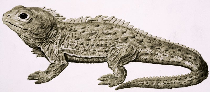 Zuhause in der Wildnis: Land der lebenden Fossilien von English School