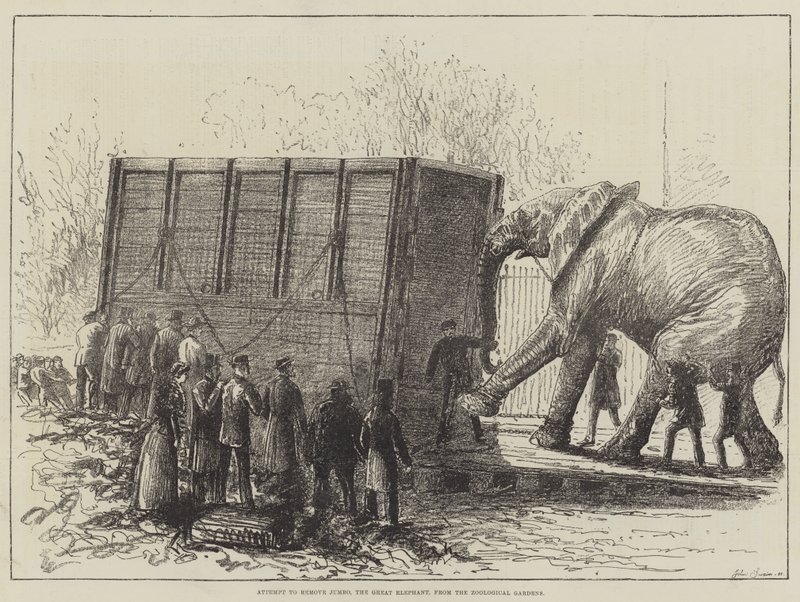 Versuch, Jumbo, den großen Elefanten, aus dem Zoologischen Garten zu entfernen (Lithographie) von English School