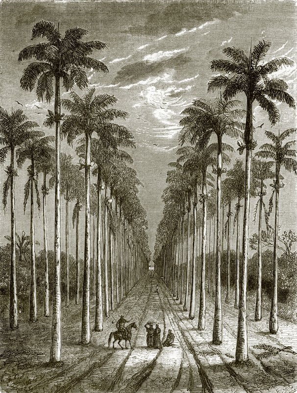 Allee von Palmen, die zu einer Residenz in Kuba führt von English School
