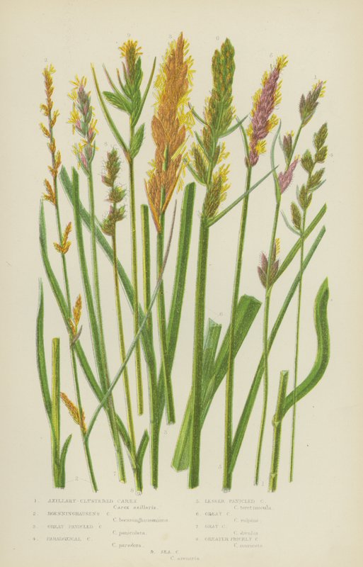 Achselbüschel-Segge, Boenninghausens Segge, Große Rispen-Segge, Paradoxe Segge von English School