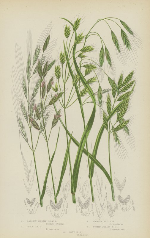 Kahles Trespen, Große Trespen, Glatte Roggentrespen, Geschwollenes Feldtrespen, Weiche Trespen von English School