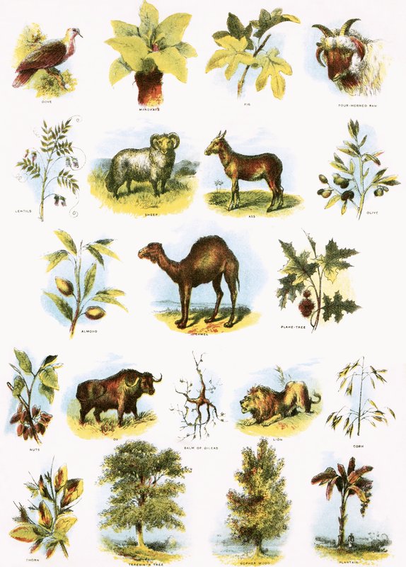 Biblische Illustrationen von English School