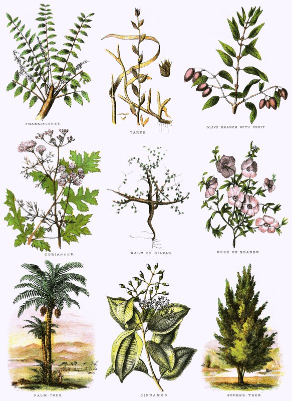 Biblische Naturgeschichte von English School