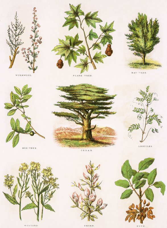 Biblische Naturgeschichte von English School