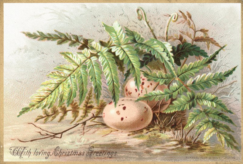 Vogeleier, Weihnachtskarte von English School