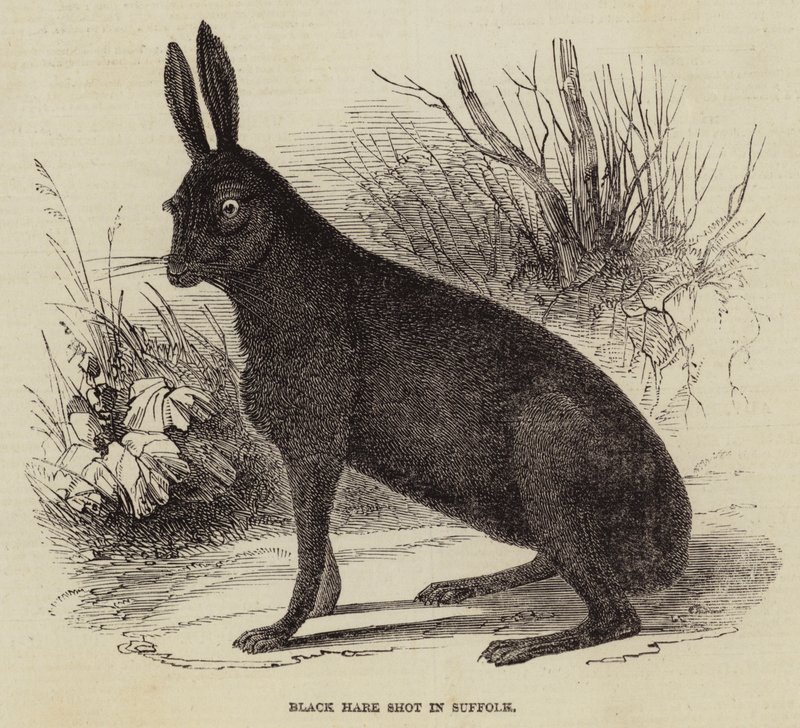 Schwarzer Hase in Suffolk geschossen von English School