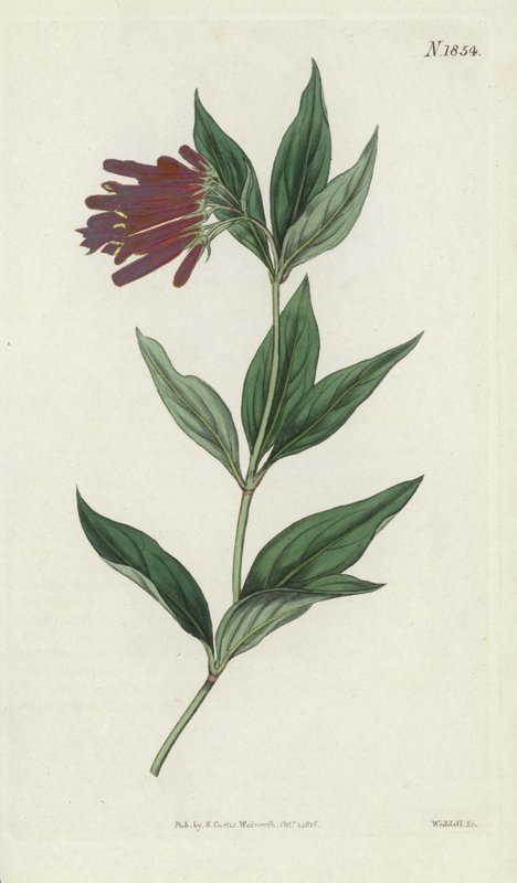 Botanische Gravur von English School