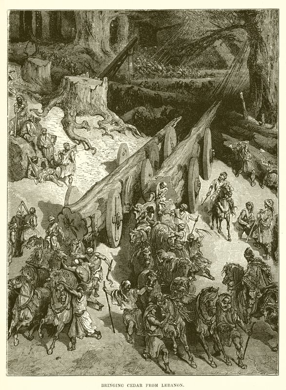 Zedernholz aus dem Libanon bringen von English School