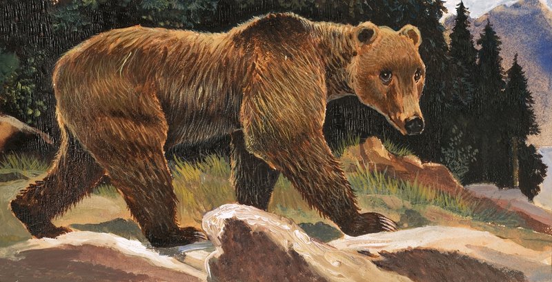 Braunbär (Kodiakbär) von English School