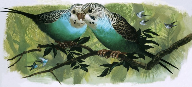 Wellensittiche von English School