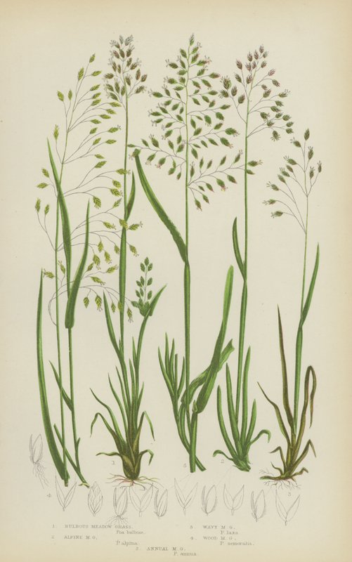 Knolliges Wiesen-Gras, Alpen-Wiesen-Gras, Welliges Wiesen-Gras, Wald-Wiesen-Gras, Einjähriges Wiesen-Gras von English School