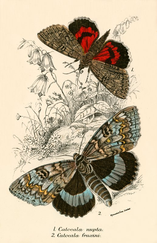 Schmetterlinge von English School