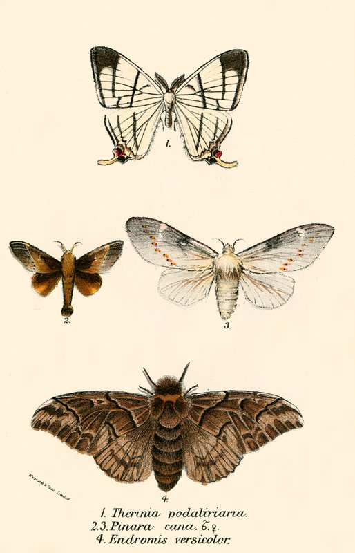 Schmetterlinge von English School