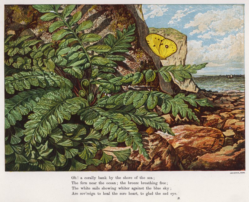 Schmetterling und Farn am Fuße einer Klippe am Meer von English School