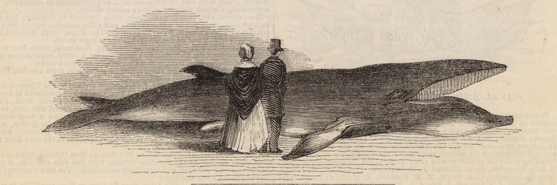 Walfang vor Deptford Pier: der Wal von English School