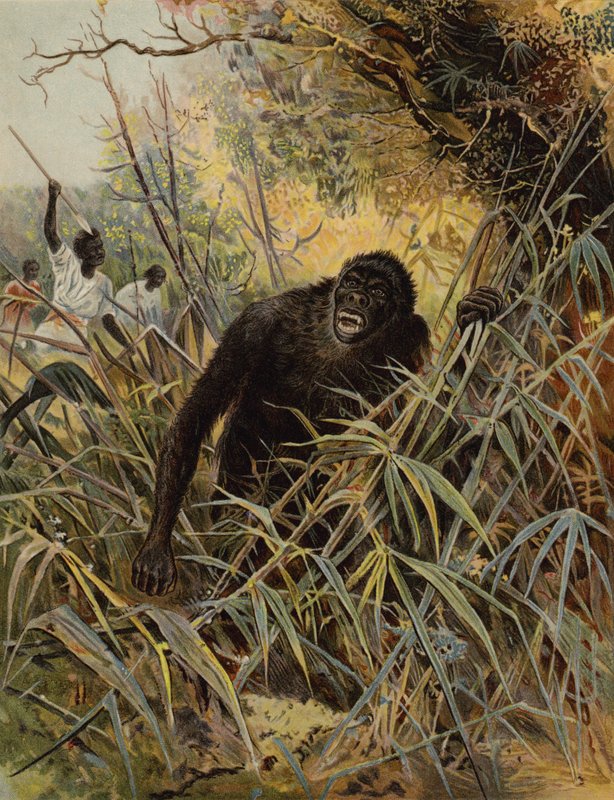 Einen Gorilla jagen von English School