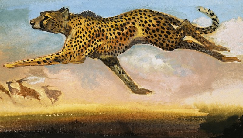 Gepard von English School