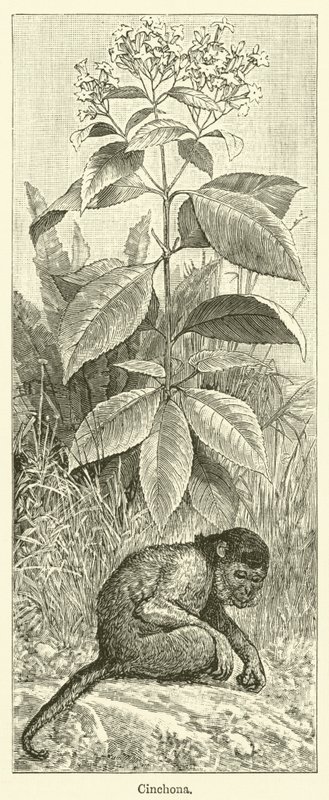 Chinarinde von English School