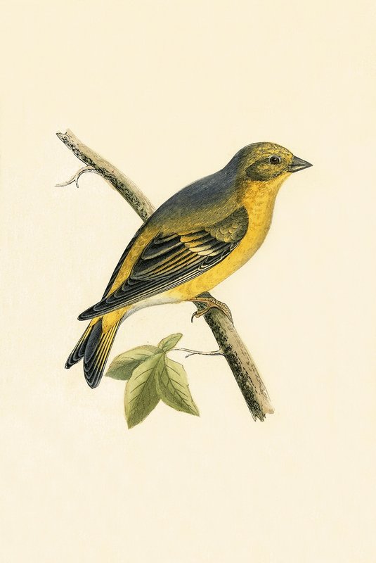 Zitronengirlitz, Illustration aus 