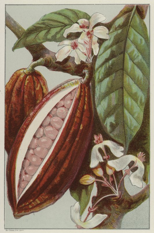 Kakaoblüten und -schoten, Innenansicht einer Schote (Chromolithografie) von English School