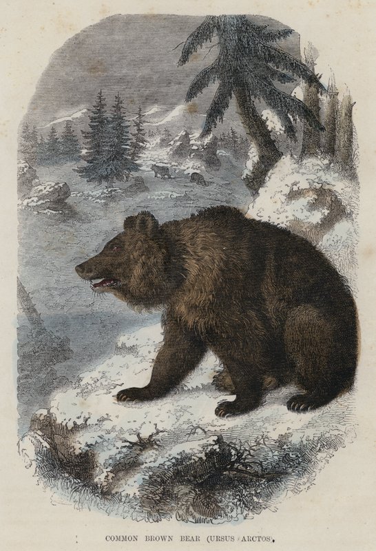Gewöhnlicher Braunbär, Ursus Arctos von English School