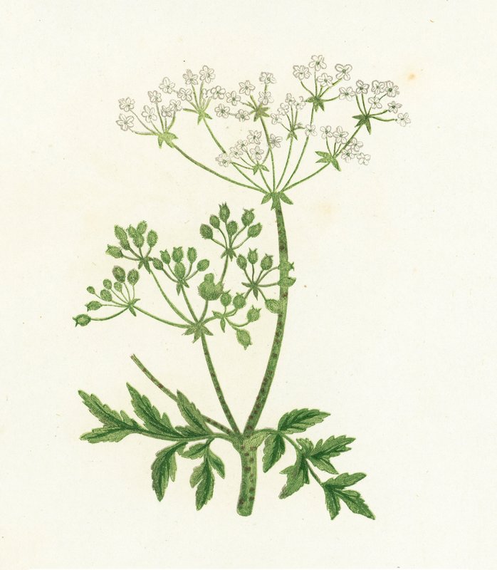 Gefleckter Schierling, Conium Maculatum von English School