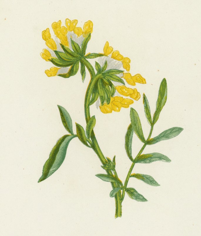Gewöhnlicher Wundklee, Anthyllis Vulneraria von English School