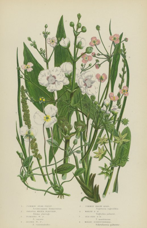 Gewöhnlicher Sternfrucht, Großer Wasserfreund, Schwimmender Wasserfreund, Kleiner Wasserfreund von English School