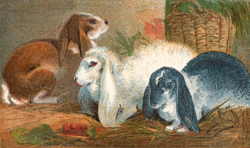 Gemeiner brauner Hase, weißer Angora-Hase und schwarz-weißer Langohren-Hase von English School