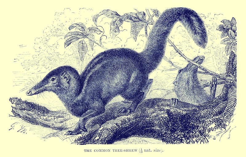Gewöhnlicher Spitzhörnchen, Illustration aus 