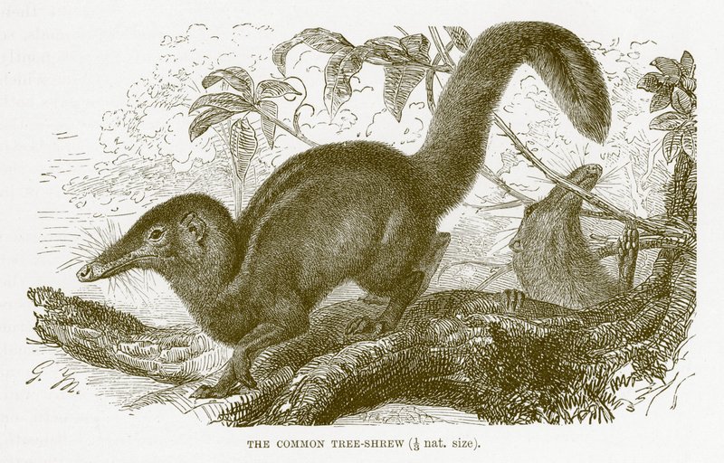 Gewöhnlicher Spitzhörnchen, Illustration aus The Royal Natural History von English School