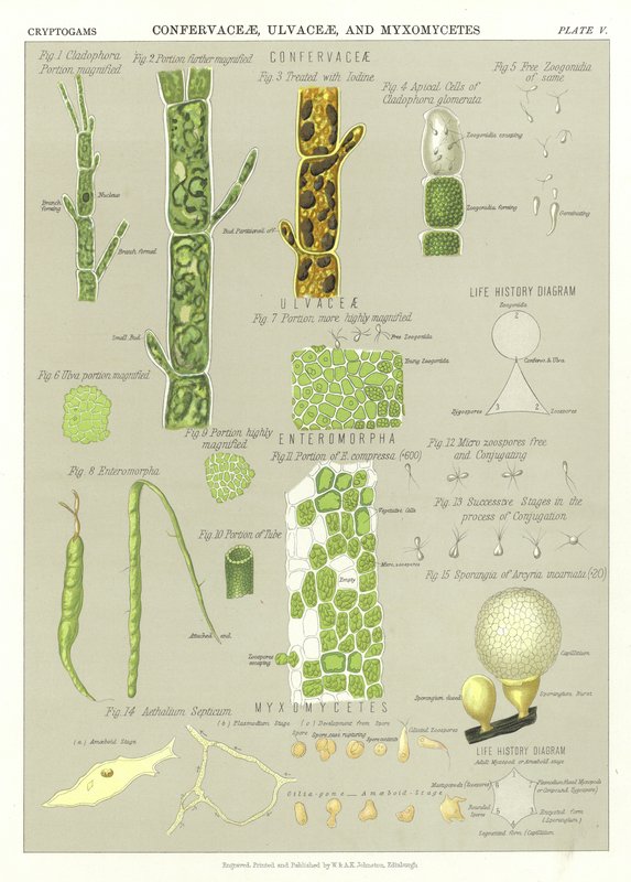 Confervaceae, Ulvaceae und Myxomyceten von English School