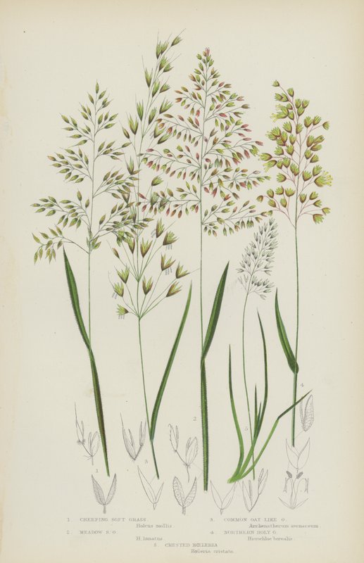Kriechendes Weichgras, Wiesenweichgras, Gemeines Hafergras, Nördliches Heiliggras, Gekämmtes Koeleria von English School