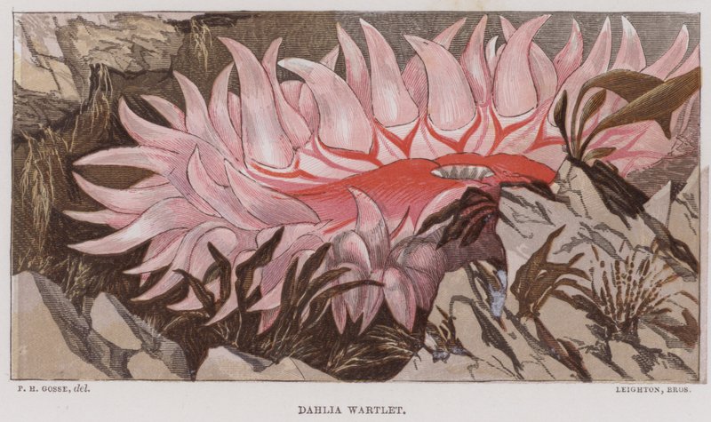 Dahlien-Warze von English School