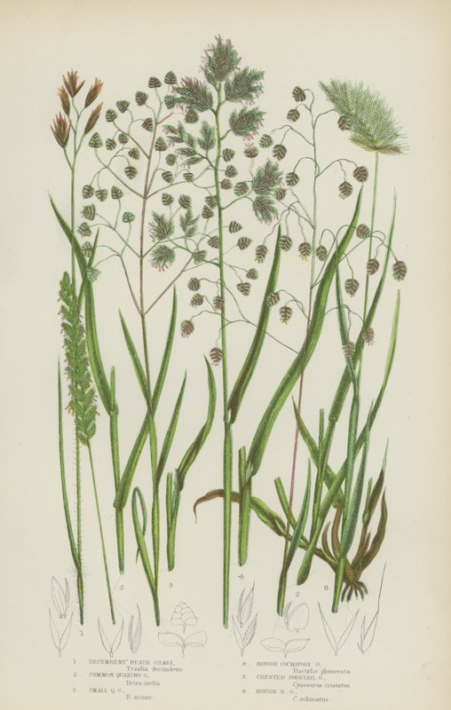 Liegendes Heidegras, Gemeines Zittergras, Kleines Zittergras, Raues Kammgras von English School