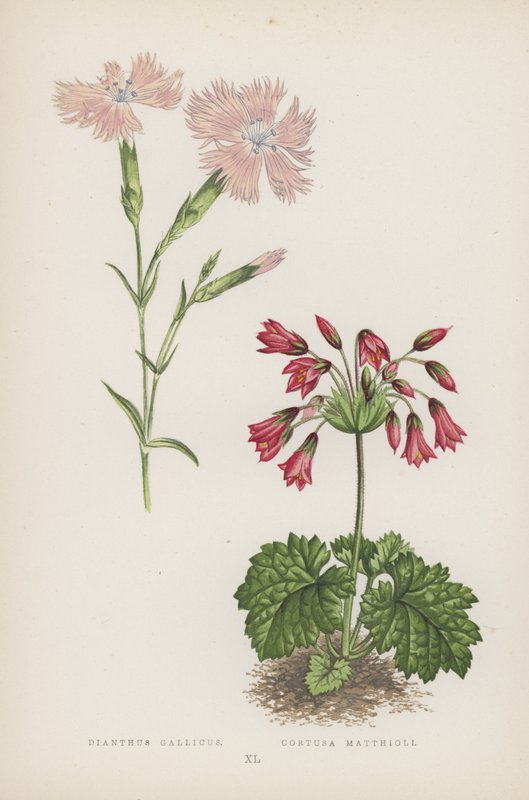 Französische Nelke; Alpenveilchen (Farblithografie) von English School