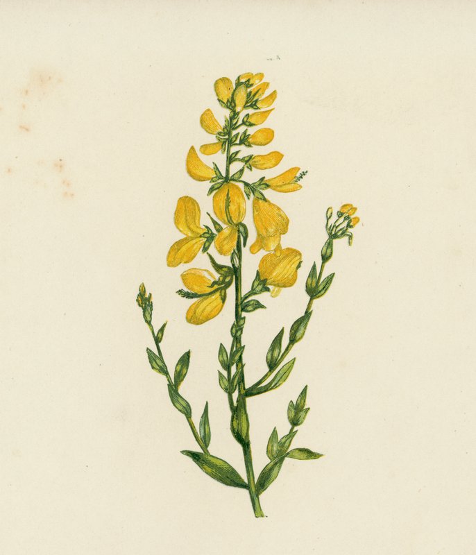 Färber-Ginster, Genista Tinctoria von English School