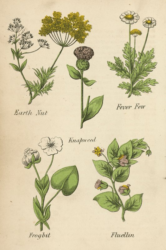 Erdnuss, Fieberkraut, Flockenblume, Froschbiss, Fluellin von English School