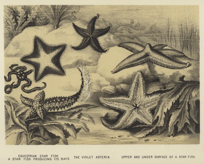 Reitender Seestern, ein Seestern, der seine Strahlen produziert, die violette Asteria, obere und untere Oberfläche eines Seesterns von English School
