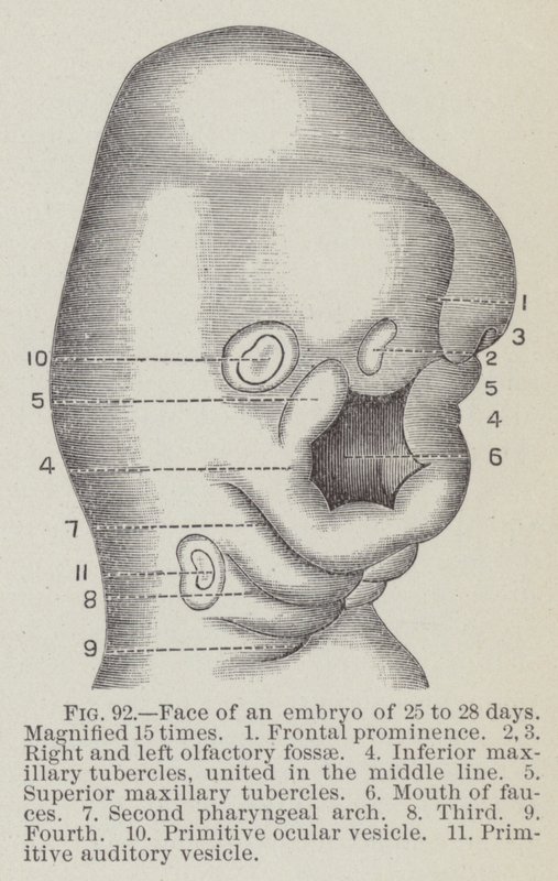 Gesicht eines Embryos von 25 bis 28 Tagen, 15-fach vergrößert von English School