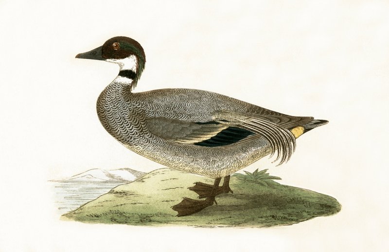 Falkenente, Illustration aus 