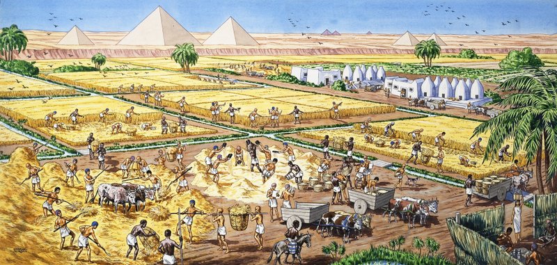 Landwirtschaft in Ägypten von English School