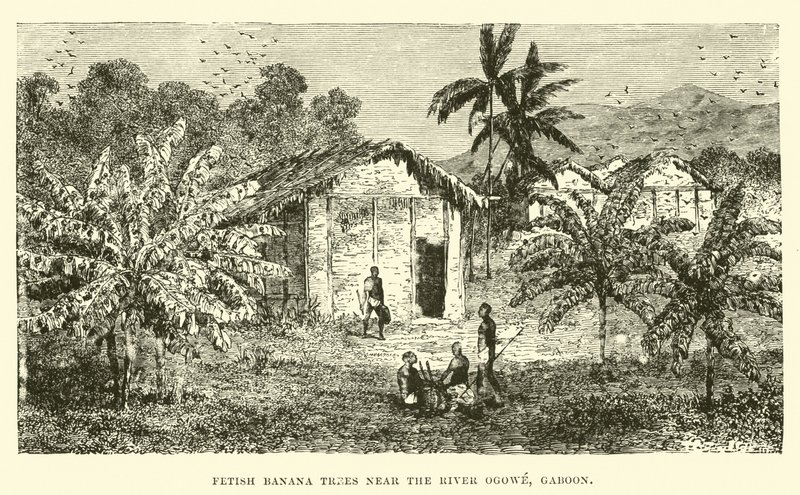 Fetisch-Bananenbäume nahe dem Fluss Ogowe, Gabun von English School